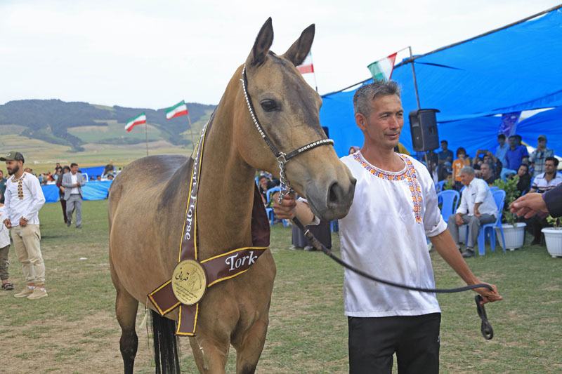 شانزدهمین جشنواره ملی زیبایی اسب اصیل ترکمن در شرق گلستان برگزار شد